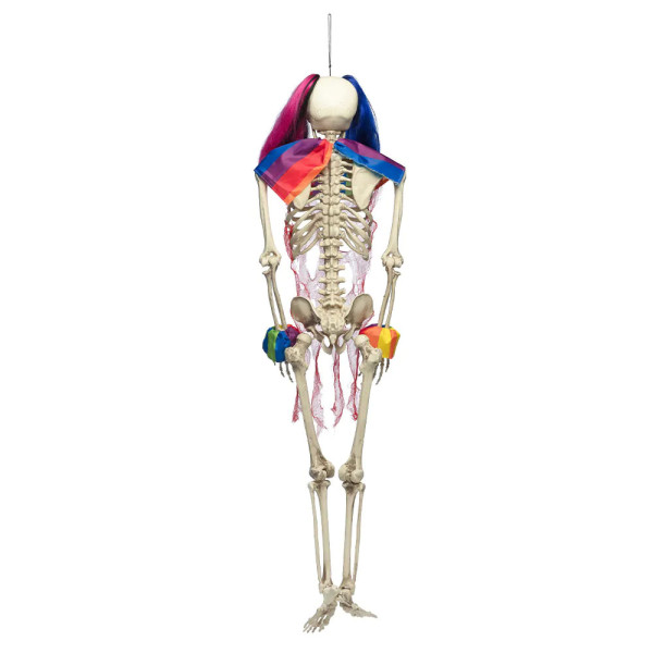 XXL Decoration "Circus Skeleton" (160cm) XXL Decoration "Circus Skeleton" (160cm)