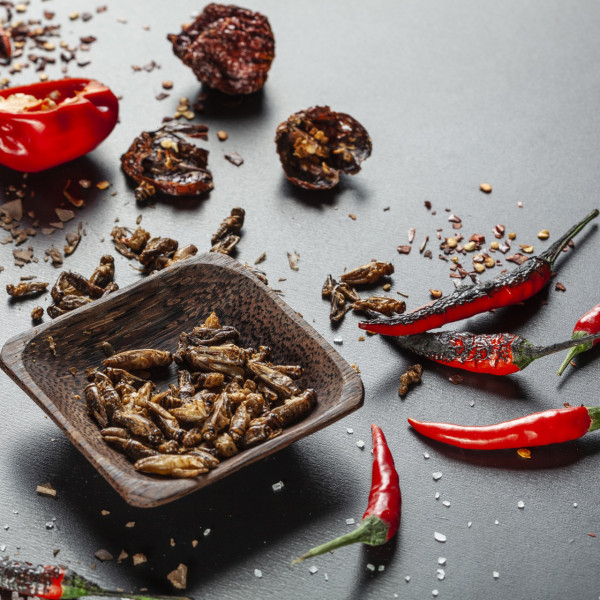 Crunchy Extra Spicy Roasted Crickets "Carolina Reaper" Crunchy Extra Spicy Roasted Crickets "Carolina Reaper"