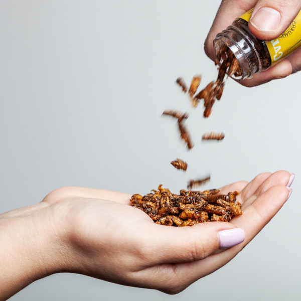 Crunchy Roasted Crickets "Tomato and Oregano" Crunchy Roasted Crickets "Tomato and Oregano"