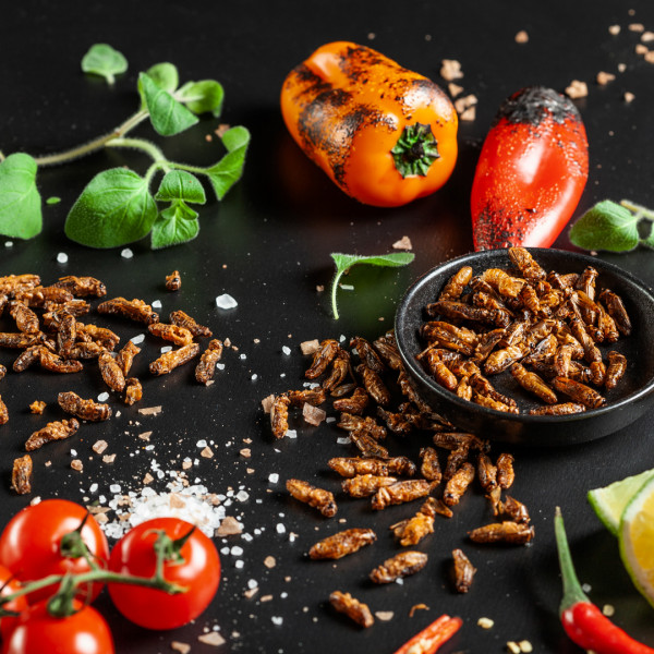 Crunchy Roasted Crickets "Tomato and Oregano" Crunchy Roasted Crickets "Tomato and Oregano"