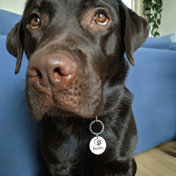 Pet Tag with Chosen Name Pet Tag with Chosen Name